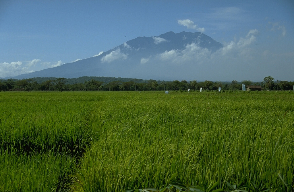 Lawu rises above rice fields on its NW side and occupies much of the area between the cities of Surakarta on the west and Madiun on the east. An eruption in 1885 resulted in minor ashfall. Photo by Lee Siebert, 1995 (Smithsonian Institution).