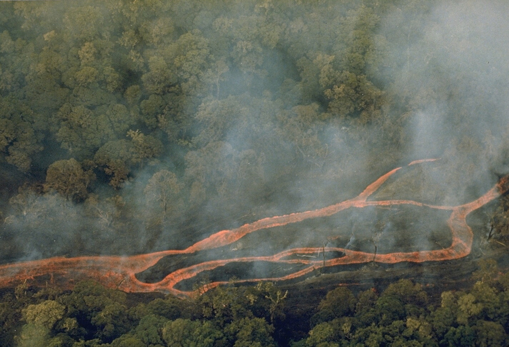 An incandescent lava flow splits into several channels as it advances through rain forest on the SW flank of Mount Cameroon. The eruption began on 16 October 1982, shortly before this photo was taken, from a fissure 6.5 km SW of the summit. Lava flows traveled 12 km down the flank to 1,200 m elevation, within about 6 km of the Atlantic coast. On 30 October the flow was about 200 m wide and 20 m thick at its terminus. Photo courtesy of Tom Humphrey, 1982 (Gulf Oil).