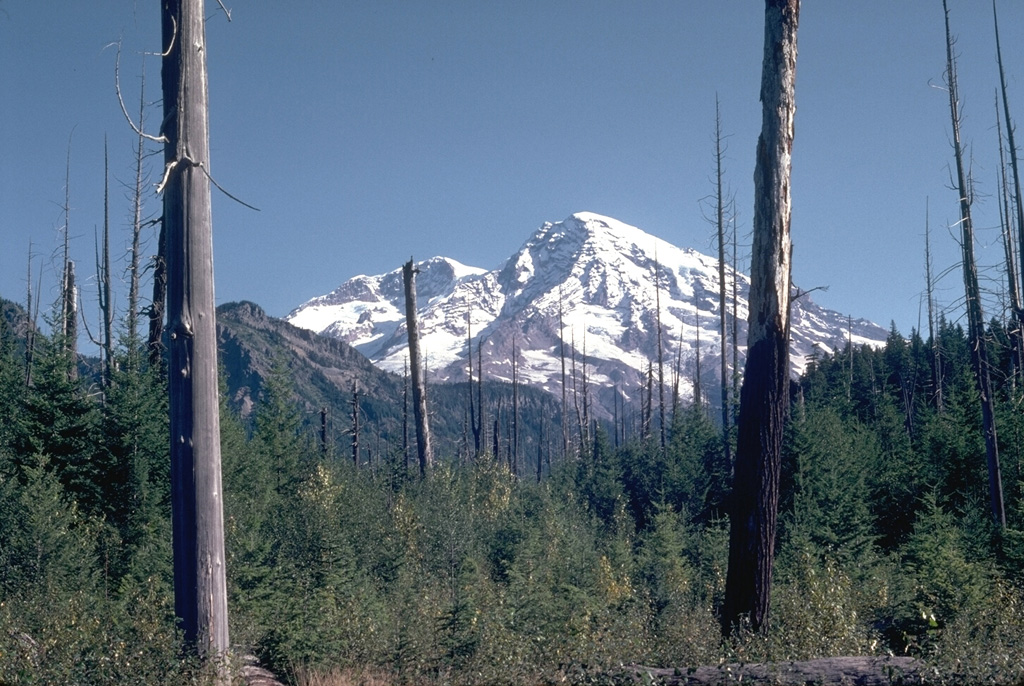 The trees in the foreground along Kautz Creek were killed by a debris flow from the SW flank of Mount Rainier in 1947, which covered a road with 8.5 m of mud and debris. Relatively small debris flows occur relatively frequently, with deposits of a half dozen or more debris flow deposits exposed in the Kautz Creek valley walls. Photo by Lee Siebert, 1980 (Smithsonian Institution).