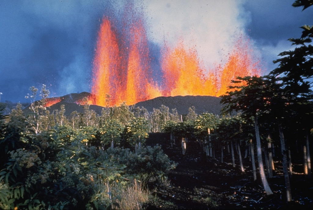 A line of lava fountains rises above a fissure on the lower East Rift Zone of Kilauea in January 1960. The eruption originated near the village of Kapoho, which was overrun by lava flows. Lava flows traveled to the coast, reaching the ocean along a broad front. Photo by Hawaii Volcanoes National Park, 1960.