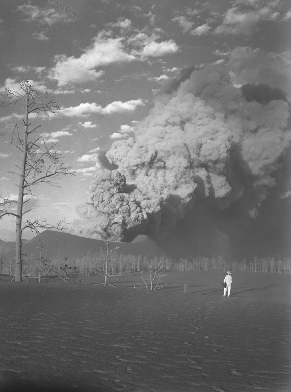 A geologist observes an ash plume rising above the crater of Parícutin on 22 March 1944, as seen from 1 km SW at Mesa de Cocjarao. During March 1944 the eruptive activity ranged from small ash plumes accompanied by deep rumbling to large but almost soundless ash plumes, as was true with the plume shown here. Photo by William Foshag, 1944 (Smithsonian Institution, published in Foshag and Gonzáles-Reyna, 1956).