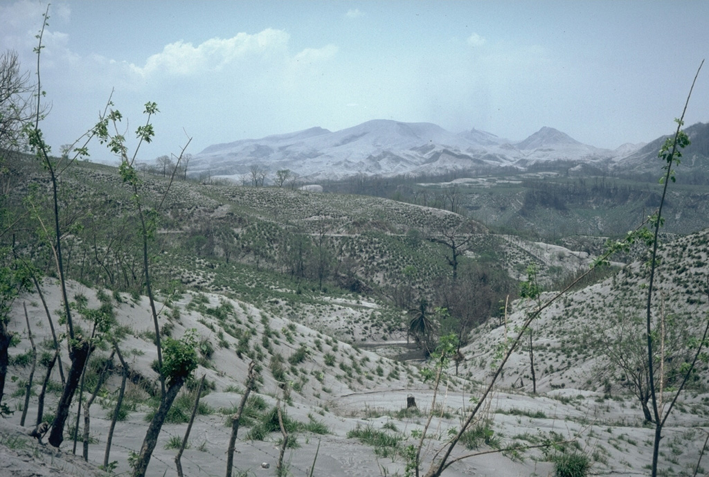 Ash deposited across the countryside around El Chichón volcano, seen in the background of this 19 April 1982 photo taken about two weeks after a series of major eruptions. Ash covered an area of more than 45,000 km2 towards the ENE. At this location, 12 km NE of El Chichón, the ashfall deposit was 30 cm thick. Fine ash and sulfuric acid aerosols from the eruptions circled the globe and were responsible for brilliant sunsets in the northern hemisphere for the next few years. Photo by Jim Luhr, 1982 (Smithsonian Institution).