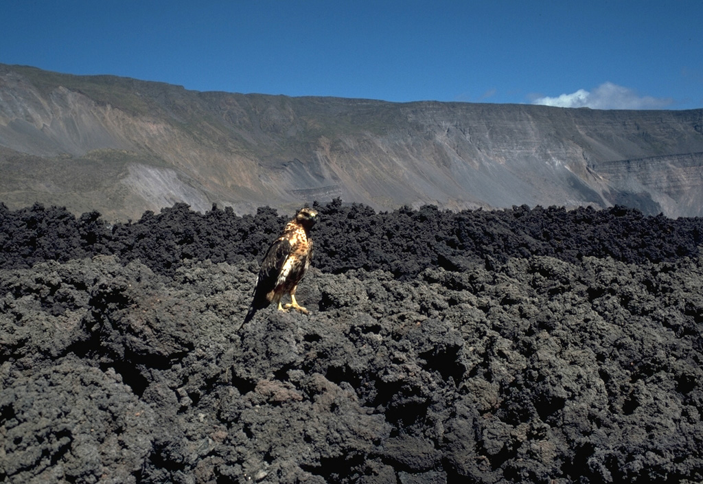 A Galápagos hawk perches on a blocky lava flow erupted in Fernandina caldera in 1978, inspecting some of the infrequent visitors to the caldera floor of this uninhabited island volcano.  These August 1978 lava flows descended from the NW caldera bench over a broad, 1-km-wide front into the caldera lake.  The NE rim in the background rises over 800 m above this part of the floor of the 4.5 x 6 km caldera. Photo by Lee Siebert, 1978 (Smithsonian Institution).