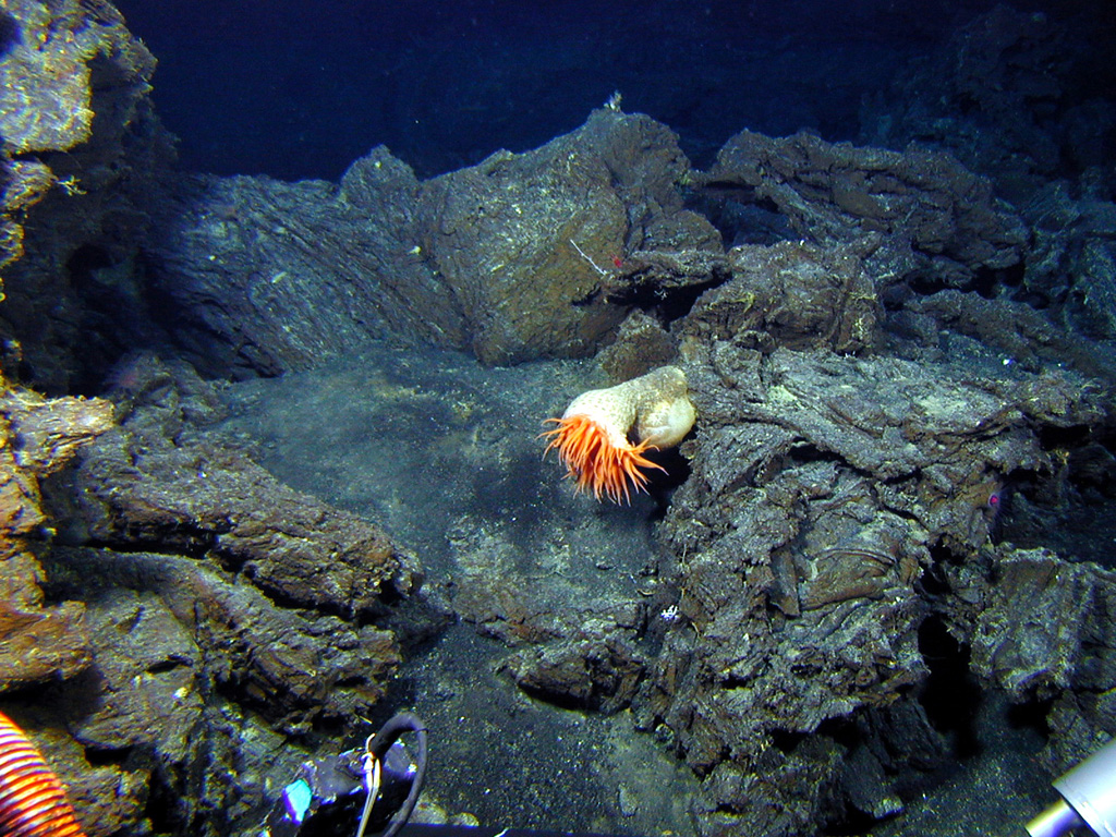 A sea anemone on relatively young lava flows at Volcano W. This view was taken on the SE cone of the two submarine volcanoes at this location identified by a 2005 New Zealand-American expedition to study submarine vents in the Kermadec arc. Image courtesy of New Zealand-American Submarine Ring of Fire 2005 Exploration, NOAA Vents Program.
