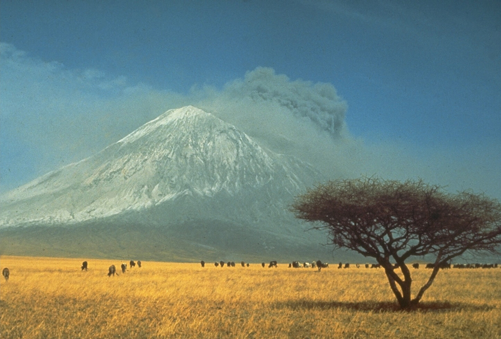 A herd of wildebeest graze in the foreground during an explosive eruption from Tanzania's Ol Doinyo Lengai in 1966. Explosive activity began in August 1966, near the end of an eruption that began in 1960 and consisted of quiet emission of lava flows in the summit crater. Ash deposits from previous eruptions whiten the volcano's slopes. This is the only volcano known to have erupted carbonatite in historical time. Photo by Gordon Davies, 1966 (courtesy of Celia Nyamweru, Kenyatta University).