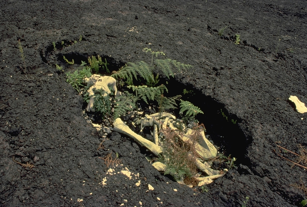 The unusually fluid, high-velocity lava flows produced by the sudden draining of the summit crater lava lake of Nyiragongo volcano in 1977 took their toll on humans and wildlife.  The bones of an elephant trapped by the lava flow are contained within the lava-chilled mold of its body.  The linear extension at the top left was formed by the animal's trunk.  The 1977 lava flows swept down the flanks of the volcano at initial velocities of more than 100 km/hr.  The flows killed 70 people and left 800 homeless. Copyrighted photo by Katia and Maurice Krafft, 1980.