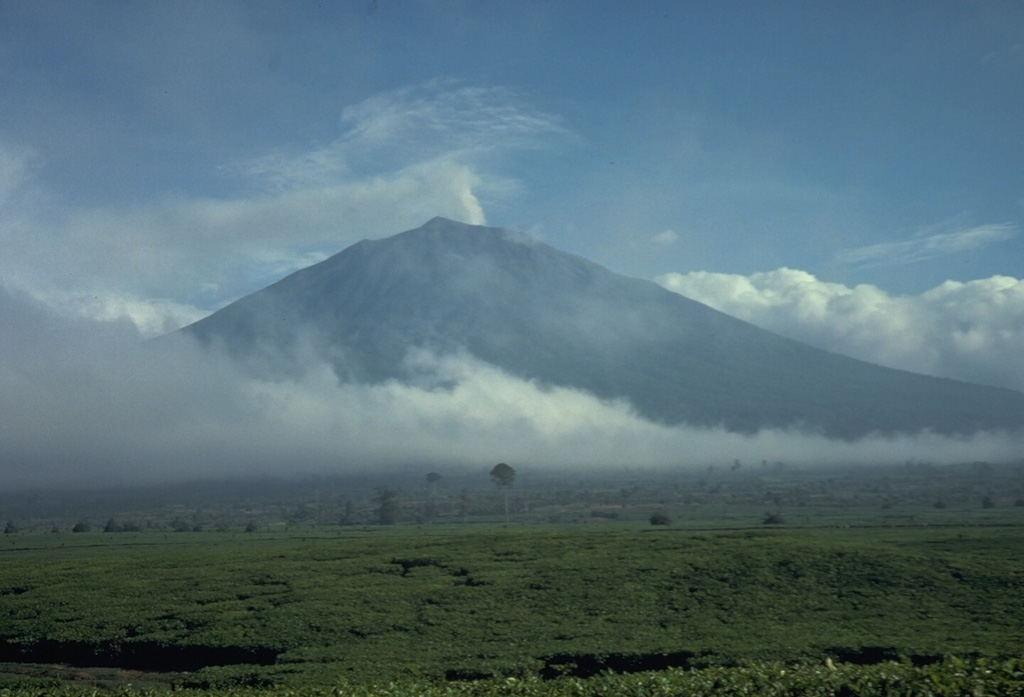 Kerinci is Indonesia's highest volcano, and one of its most active, and is seen here above tea plantations to the south. A small plume rises from the unvegetated summit that has a cone containing a 600-m-wide summit crater over 400 m deep with a crater lake at the bottom. Frequent small-to-moderate explosive eruptions have occurred in historical time. Photo by Tom Casadevall, 1987 (U.S. Geological Survey).