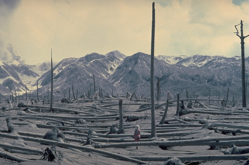 Coconut trees, oriented away from the volcano, were blown down in July 1983 by pyroclastic flows originating from the crater of Colo volcano (left skyline), located in the Gulf of Tomini in northern Sulawesi, Indonesia.  Part of an eruption plume can be seen rising from the crater at the extreme left in this August 19, 1983 photo.  Pyroclastic flows swept over virtually the entire island only 24 hours all residents had been evacuated. Copyrighted photo by Katia and Maurice Krafft, 1983.