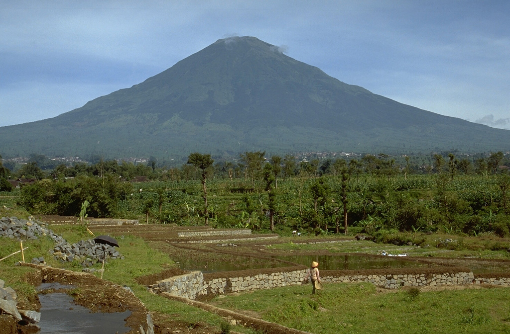 Farmers cultivate land on the eastern flank of Gunung Sundoro in Java. The stratovolcano immediately NW of Sumbing volcano towers 2,500 m above its base. A small lava dome occupies the summit crater, which has fed lava flows in all directions. Historical eruptions typically have consisted of mild-to-moderate phreatic explosions, mostly from the summit crater, although flank vents were also active in 1882 and 1903. Photo by Lee Siebert, 1995 (Smithsonian Institution).