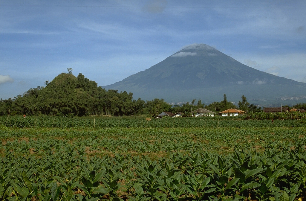 Gunung Sundoro is located immediately NE of Sumbing volcano. The hill in the foreground is part of a large deposit resulting from a prehistoric debris avalanche that traveled around 20 km prior to formation of the present-day volcano. Explosive eruptions have occurred from both summit and flank vents in historical time.  Photo by Lee Siebert, 1995 (Smithsonian Institution).