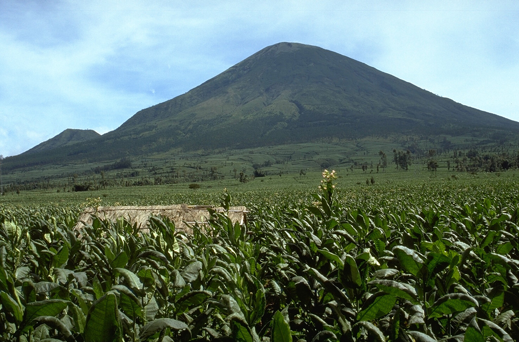 The SE flank of Gunung Sundoro rises above fields to the west. Sundoro has erupted in historical time from both summit and flank vents and the cone at the lower left is Gunung Kembang. Photo by Lee Siebert, 1995 (Smithsonian Institution).
