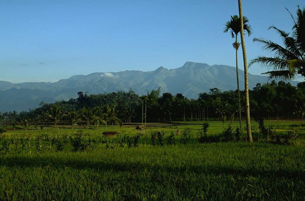 The Iyang-Argapura volcanic complex is across the lowlands about 50 km WNW from Raung volcano. Several Holocene volcanic cones are present, and valleys up to 1,000 m deep dissect the heavily eroded basal Iyang volcano. Fumaroles occur in some of the many explosion pits found in the summit crater complex. Photo by Lee Siebert, 1995 (Smithsonian Institution).