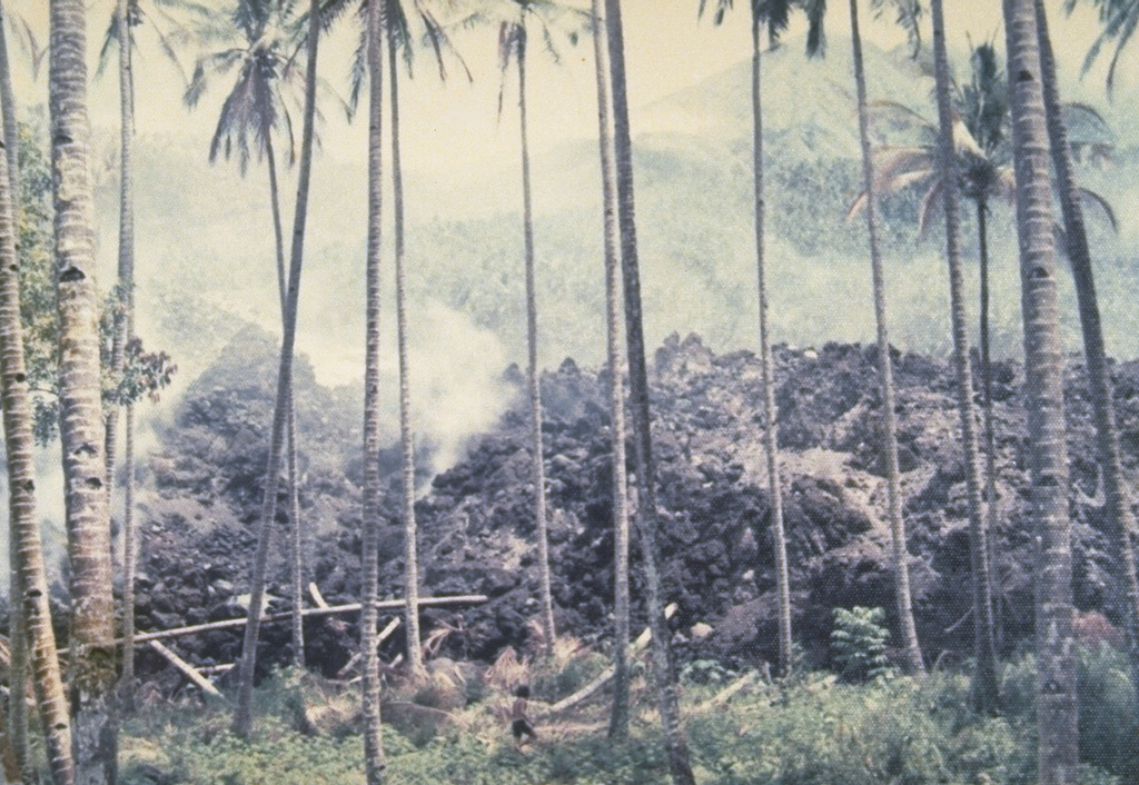 A blocky lava flow descends into a coconut grove during an eruption in 1976.  This eruption, which lasted from July 1976 to September 1977, originated from a south-flank vent and produced a lava flow that traveled 7 km to the sea.  The lava flow destroyed 24 houses and thousands of coconut and olive trees. Photo by J. Matahelumual, 1976 (Volcanological Survey of Indonesia).