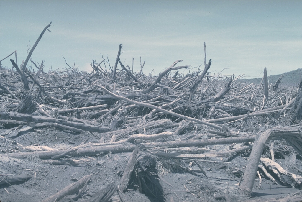A strong lateral explosion on 8 March 1979 from a vent on the floor of Karkar's inner caldera destroyed vegetation on the southern caldera rim. Trees such as these near the outer margin of the devastated area were snapped off at ground level and were oriented towards the SSE. Foliage was stripped from the trees, branches were torn off, and tree trunks had a sand-blasted appearance. Photo by William Melson, 1979 (Smithsonian Institution)