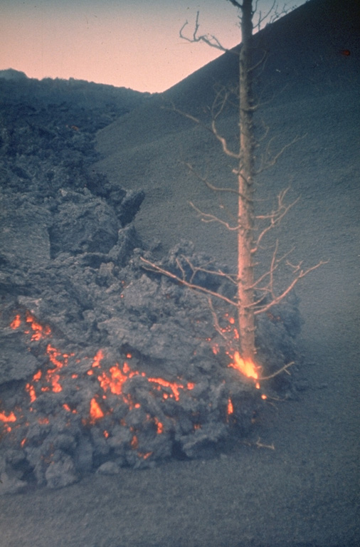 An incandescent lava flow slowly moves along the base of a scoria cone in April 1976, igniting a tree already killed by ash and scoria during the eruption. This was part of a lava field erupted from vents at the southern end of the 1975-76 "Great Tolbachik Fissure Eruption." Photo by Oleg Volynets, 1976 (Institute of Volcanology, Petropavlovsk).