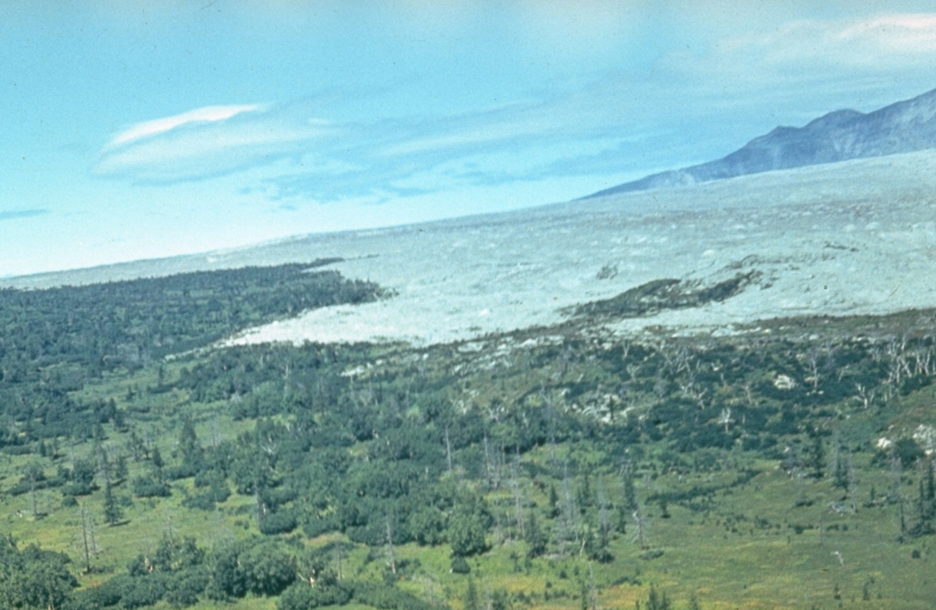 The light-colored deposits were produced by a debris avalanche resulting from a major flank collapse at Sheveluch in 1964. The debris avalanche traveled up to 15 km from its source at very high velocities before stopping abruptly, leaving trees just beyond its terminus unaffected.  Photo by Kamchatka Volcanic Eruptions Response Team (courtesy of Dan Miller, U.S. Geological Survey).