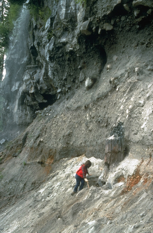 The tree trunk next to the geologist was buried by ash deposits from the Bridge River eruption of the Meager volcanic complex about 2,350 years ago, which was then covered by a pyroclastic flow. The deposit has an unwelded base and a darker, more massive welded layer at the top of this photo. Photo by Willie Scott, 1990 (U.S. Geological Survey).