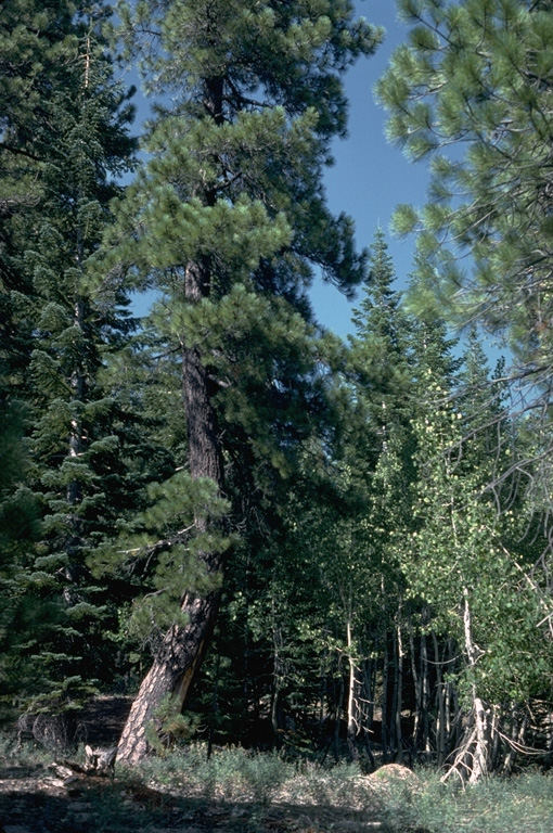 The trunks of the large ponderosa pine tree at the left and the smaller birch to the right in the Lost Creek valley NE of Lassen Peak were bent over by a mudflow from an eruption in May 1915.  After the eruption vertical growth of the trees resumed.  The mudflows traveled 50 km from the volcano, destroying bridges, farmlands, and farm buildings. Photo by Lee Siebert, 1982 (Smithsonian Institution).