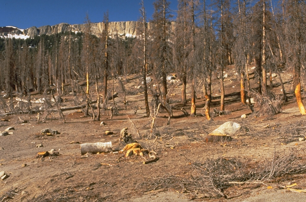 In 1995 soil gas fluctuations caused tree dieback at Horseshoe Lake on the SE side of Mammoth Mountain.  A period of unrest including uplift and seismic swarms has continued for more than a decade. Photo by Dave Wieprecht, 1995 (U.S. Geological Survey).