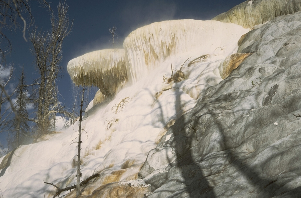 The terraces of Mammoth Hot Springs in NW Yellowstone consist of shallow pools with ledges draped with ribbons of travertine.  Rapid deposition encroaches on nearby forests and can produce changes visible within a period of weeks. Photo by Lee Siebert, 1968 (Smithsonian Institution).