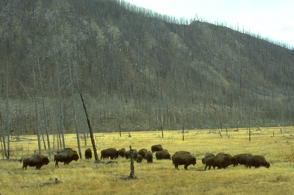 Bison graze in a meadow along the Madison River in front of rocks of the massive West Yellowstone lava flow that are visible in the cliff behind them as a result of the 1988 Yellowstone fires. Photo by Lee Siebert, 1994 (Smithsonian Institution).