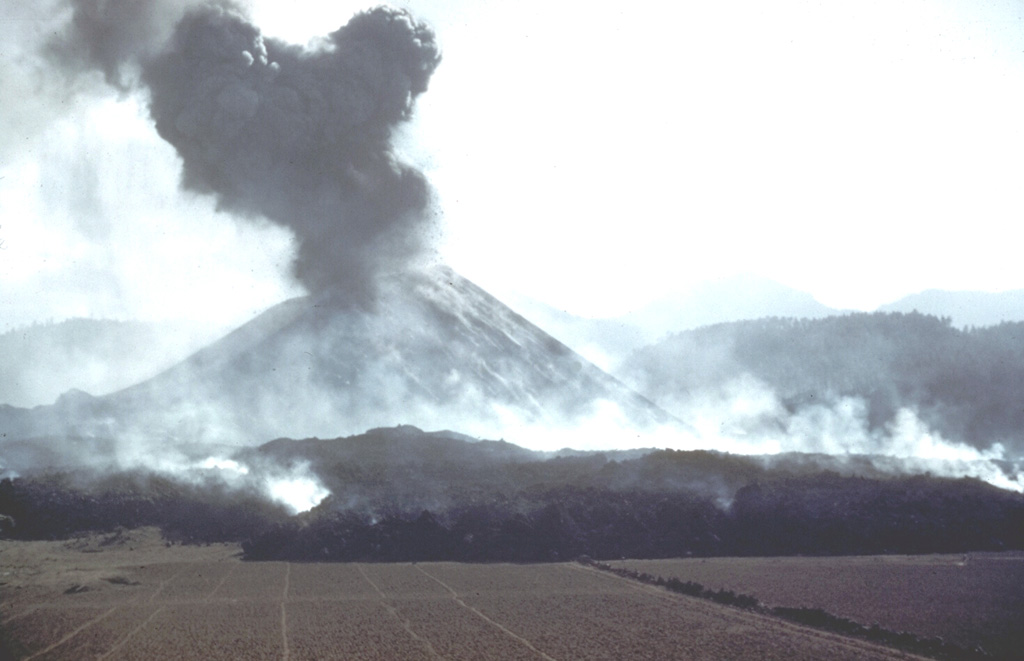 The first lava flow from Parícutin, the Quitzocho flow, moves northward over cornfields prepared for planting. An ash plume rises from the new cone, which by the time of this photo on 25 February, the 5th day of the eruption, was already more than 150 m high. Gas plumes rise from the advancing lava flow.  Photo by Instituto de Geología, 1943 (published in Luhr and Simkin, 1993).