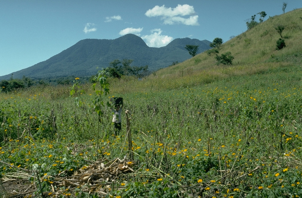 The summit lava dome complex of Tecuamburro is seen here from the NE along the road from Cuilapa. Four adjacent NW-SE-trending lava domes, the SE-most (left-center) of which is Tecuamburro proper, were erupted within a large horseshoe-shaped scar left by collapse of an ancestral edifice. These domes erupted less than 38,000 years ago. The Tecuamburro complex was constructed within a 20-km-wide graben whose northern margin terminates against the major regional Jalpatagua fault. Photo by Lee Siebert, 1988 (Smithsonian Institution).