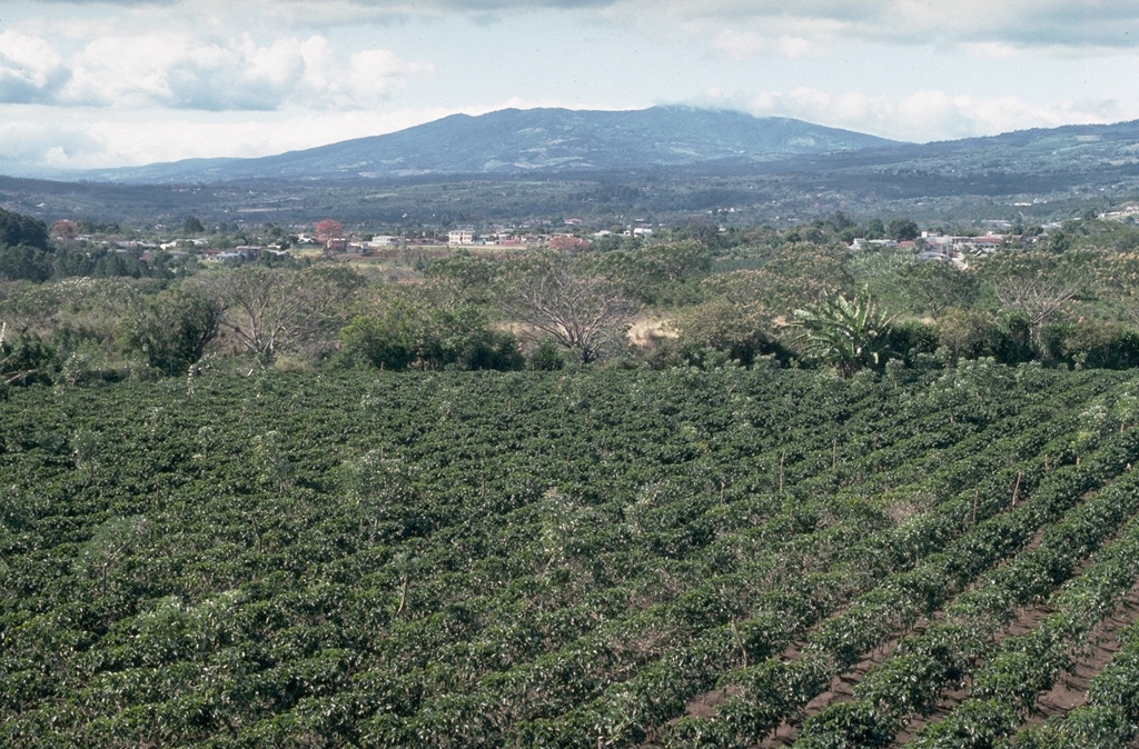 Poás volcano rises above coffee crops on the floor of the central valley of Costa Rica. Poás is the westernmost of three major volcanoes of the Cordillera Central that are easily visible from the capital city of San José and its outskirts. Ash deposits from their eruptions have contributed to fertile agricultural soils in the Central Valley. Poás National Park was established in 1971 and is one of the country's premier natural attractions.  Photo by William Melson, 1993 (Smithsonian Institution).