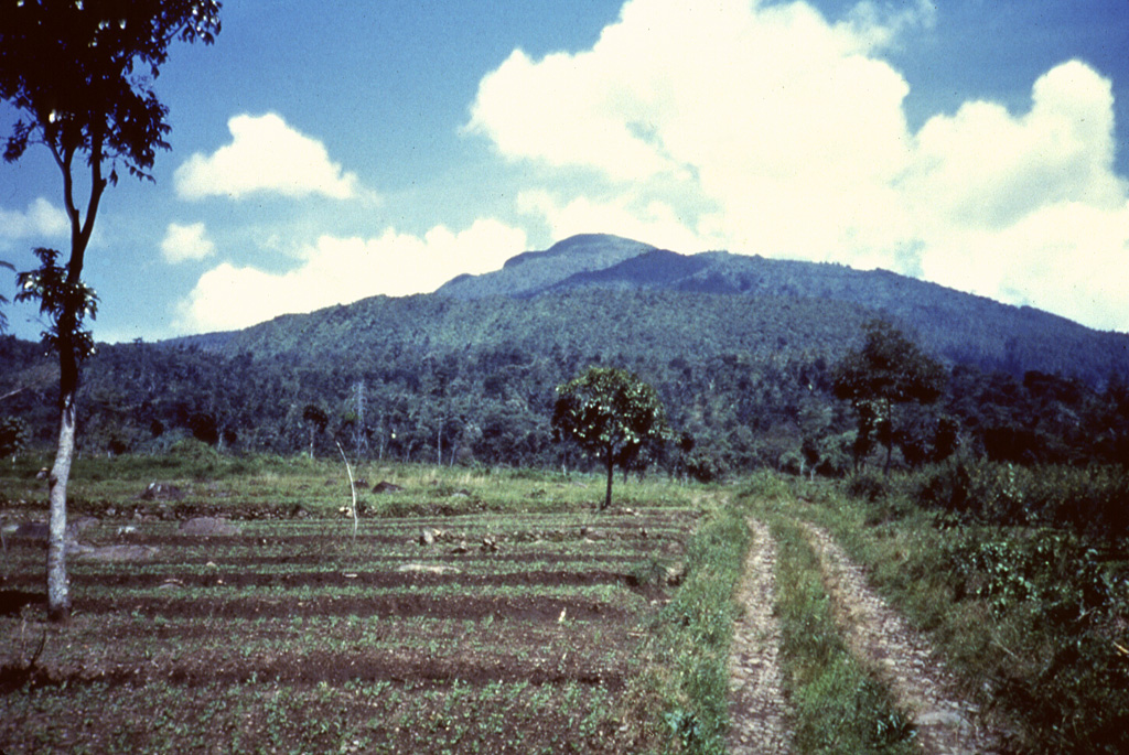 Gunung Tampomas is seen here above fields that lie below its ESE flank. Tampomas overlooks the northern coastal plain about halfway between Tangkubanparahu and Cereme volcanoes. Relatively young lava flows are found on the flanks of the volcano. Anonymous, 1987.