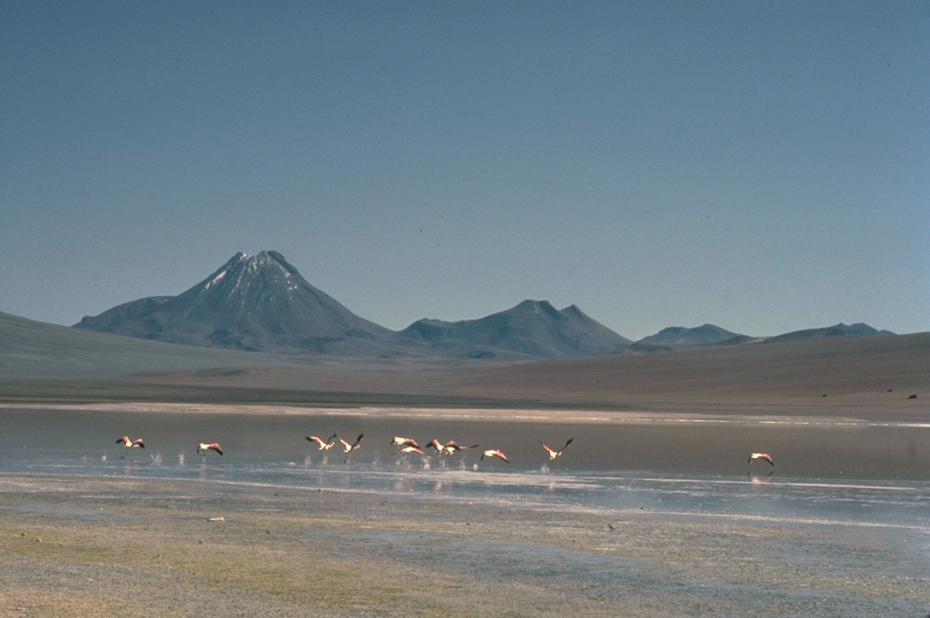 Acamarachi, a steep-sided andesitic-dacitic volcano with slopes that reach about 45 degrees, forms a dramatic backdrop to a flock of flamingos in Laguna Lejía, to its south.  The 6046-m-high Acamarachi is the highest peak in this part of the northern Andes.  The Pleistocene Cerros de Pili range forms the right horizon.  A poorly preserved summit crater and the absence of youthful flank lava flows suggests that Acamarchi was largely constructed in pre-Holocene times, although the summit lava flows may be young. Copyrighted photo by Katia and Maurice Krafft, 1983.