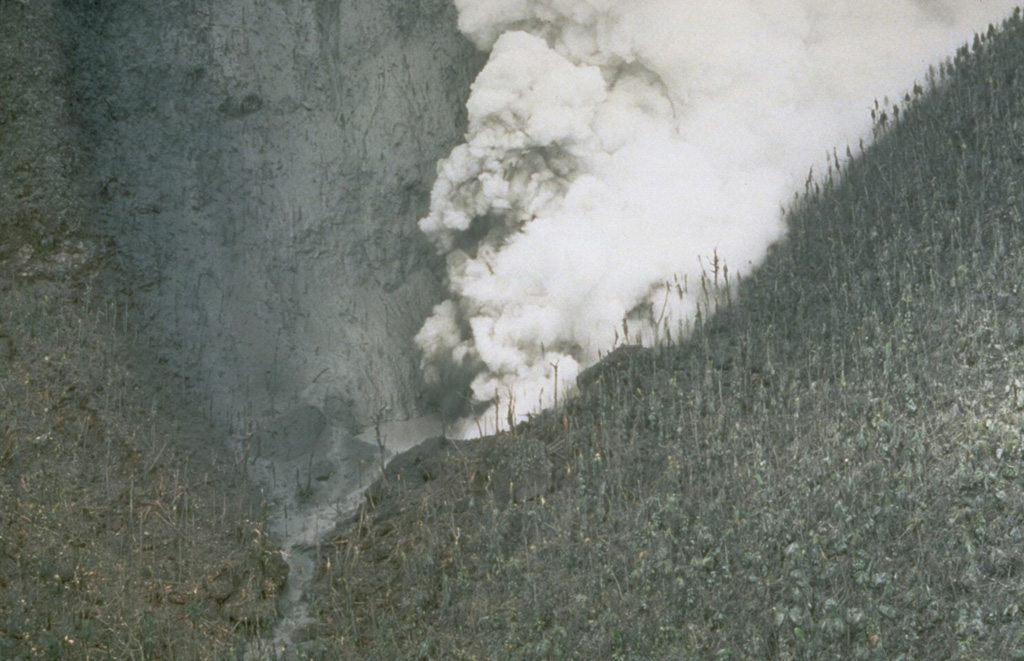 Steam pours from a vent blasted through the SW side of Castle Peak dome on July 28, 1995.  This view from the east on August 5 shows trees that were defoliated by ashfall. Photo by Tom Casadevall, 1995 (U.S. Geological Survey).