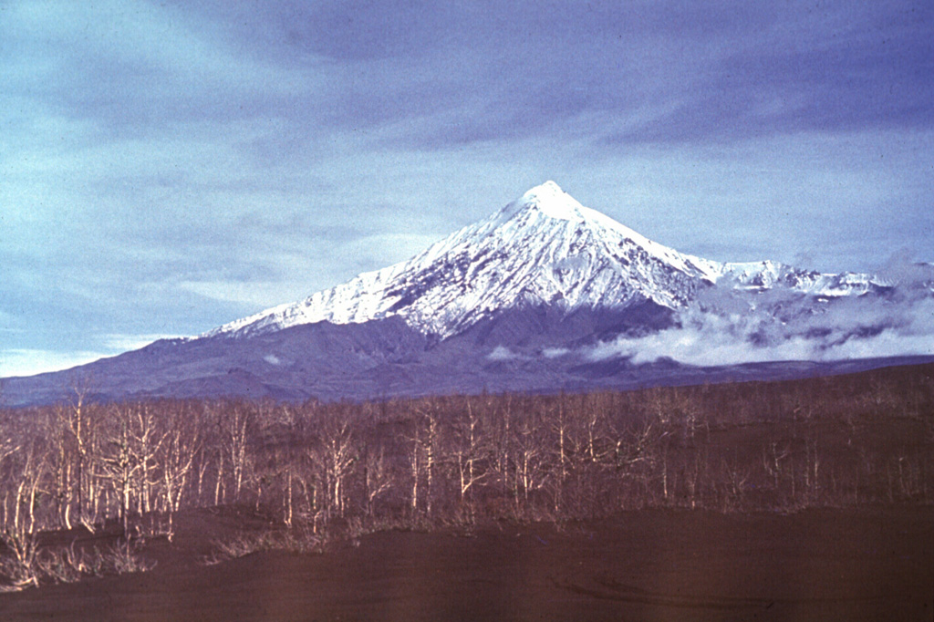 Ostry Tolbachik forms the western end of the Tolbachik complex. The summit and flank of Ostry Tolbachik collapsed about 7,000 years ago. The trees in the foreground were damaged during a 1975-76 eruption from the rift zone southern Tolbachik rift zone. Photo by Vera Ponomareva, 1976 (Institute of Volcanic Geology and Geochemistry, Petropavlovsk).