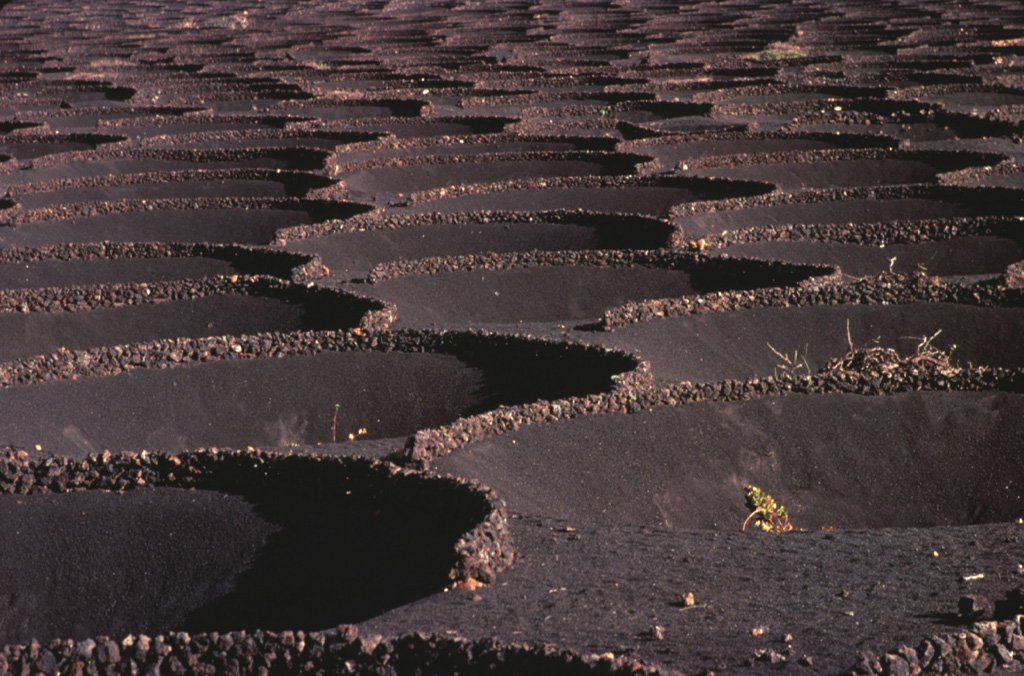 This geometric pattern in 18th-century ashfall deposits at Lanzarote is a human adaptation to permit agricultural use of this barren, wind-swept terrain.  Grape vines and fig trees planted in shallow depressions excavated in the extensive pyroclastic-fall deposits are surrounded by low circular walls of volcanic blocks and bombs.  This concentrates moisture in the finer-grained center of the pits and partially shelters the plants from the severe winds that sweep across the volcanic plain. Copyrighted photo by Katia and Maurice Krafft, 1977.