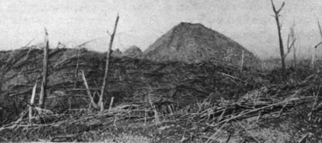 During the devastating April 1966 eruption, pyroclastic flows reached 9 km from the summit crater. These trees were blown down parallel to the travel direction of the pyroclastic flows near Bambingan, 5 km west of the crater. This 18 May 1966 photo shows Umbuk hill in the background and was taken about three weeks after the brief 26-27 April eruption that lasted about 7 hours. Photo by I. Suryo, 1966 (Volcanological Survey of Indonesia).