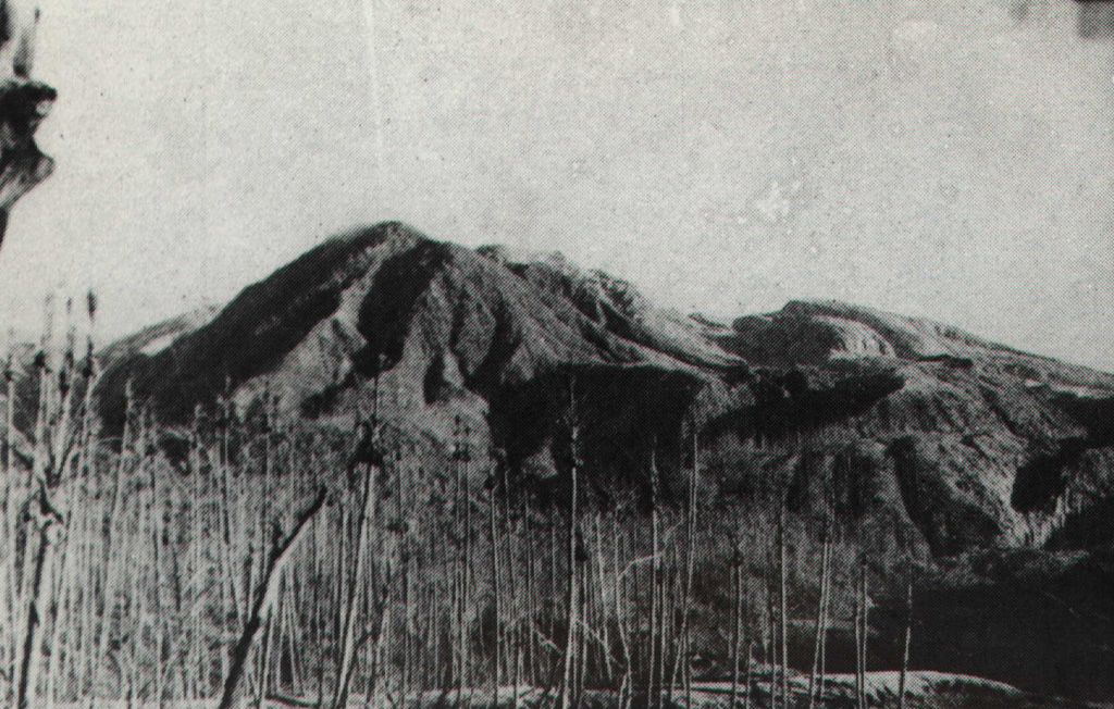 Coconut trees near Talawid village on the NW flank were decimated by ashfall during the August 12, 1966 paroxysmal eruption of Awu volcano.  Nine villages were totally or partially destroyed, along with more than 3000 houses.  The powerful eruption ejected the crater lake and completely destroyed a lava dome that had formed an island in the lake.  Thirty-nine people were killed and more than 1000 injured, many from falling rock fragments originating from the destroyed lava dome. Photo courtesy of J. Matahelumual, 1966 (Volcanological Survey of Indonesia).