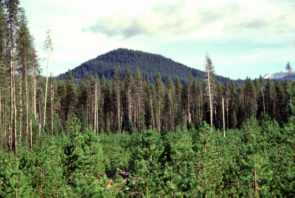 Forested Thirsty Point is the central of three young scoria cones constructed along a N-S-trending line NNE of Diamond Lake. Each of the cones is older than the roughly 7,700 -year-old Mazama tephra from Crater Lake. Photo by Lee Siebert, 1997 (Smithsonian Institution).
