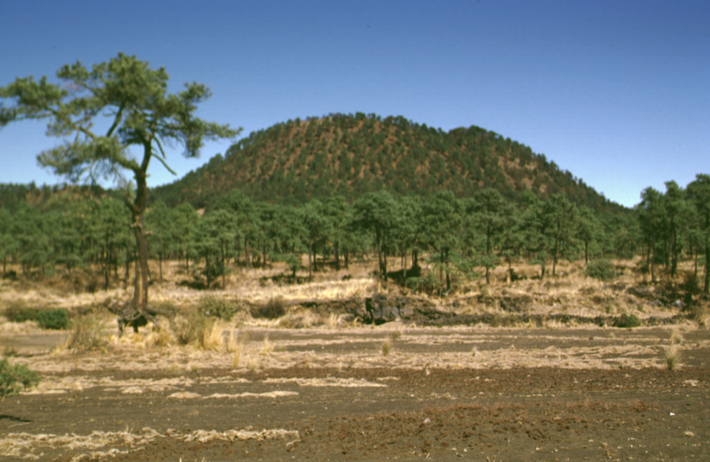 The vegetated lava flows in the middle of the photo traveled short distances to the south from Xitle flank vents, the scoria cone in the background. Most lava flows followed the topographic gradient to the north. Scoria-fall deposits from the 150-m-high pyroclastic cone mantle the foreground and overlie parts of the lava flows. Photo by Lee Siebert, 1998 (Smithsonian Institution).