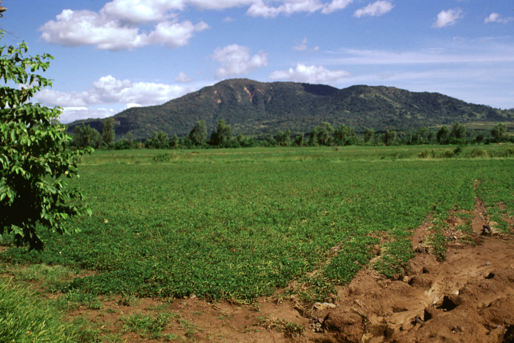 The low, forested Rota stratovolcano rises above fields to its west in the area between Cerro Negro volcano and the Telica volcanic complex.  A 1-km-wide circular crater whose rim is lowest on the southern side lies at the summit.  The latest eruption from Rota produced thick andesitic lava flows from a NE-trending fissure NW of the summit.  No historical eruptions are known from Volcán Rota, although seismic swarms occurred in 1986, 1989, and 1992.   Photo by Lee Siebert, 1998 (Smithsonian Institution).