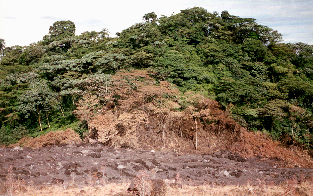 Vegetation was scorched along the margins of a pyroclastic flow that descended the Río Tabacón valley to a point only 400 m from the restaurant of the Tabacón Resort and Spa on 28 August 1993. Pyroclastic flows traveled down four valleys on the W-to-NW flanks on the 28th, and heavy ashfall broke tree limbs and damaged vegetation along a broad swath west of the volcano. Photo by Erick Fernandez, 1993 (OVSICORI-UNA).