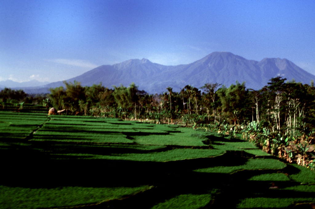 The broad Kawi-Butak volcanic massif rises above rice paddies below its SW flank. The forested volcano lies immediately east of Kelud volcano and south of Arjuno-Welirang volcano. The high point of the complex is flat-topped Gunung Butak on the right horizon. Gunung Kawi (left-center) was constructed to the NW of Butak. Both are primarily of Holocene age. Photo by Lee Siebert, 2000 (Smithsonian Institution).
