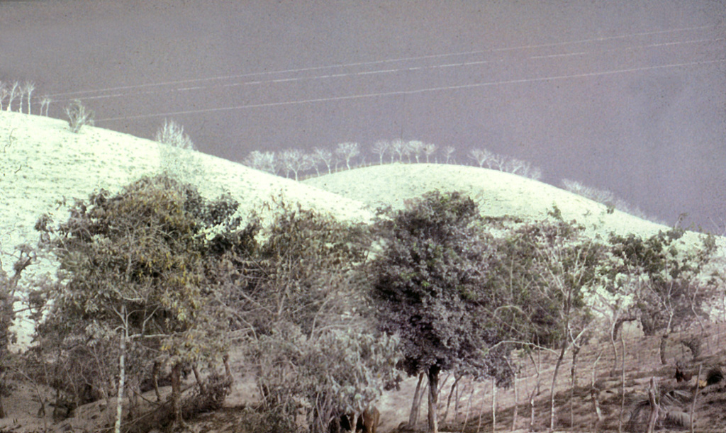 Ashfall deposits whitened the landscape around El Chichón like snow and stripped many trees of their leaves, such as seen here near Villahermosa to the north. Ashfall deposits trending to the ENE blanketed an area of 45,000 km2 within the 1 mm isopach. Ash plumes reached 17 km or higher on 28-29 March and 3-4 April 1982. The exceptionally high sulfur content of the magma produced an eruptive plume rich in sulfuric acid aerosols, which circled the globe in three weeks and led to warming of the stratosphere and cooling of the troposphere.  Photo by Servando De la Cruz-Reyna, 1982 (Universidad Nacional Autónoma de México).