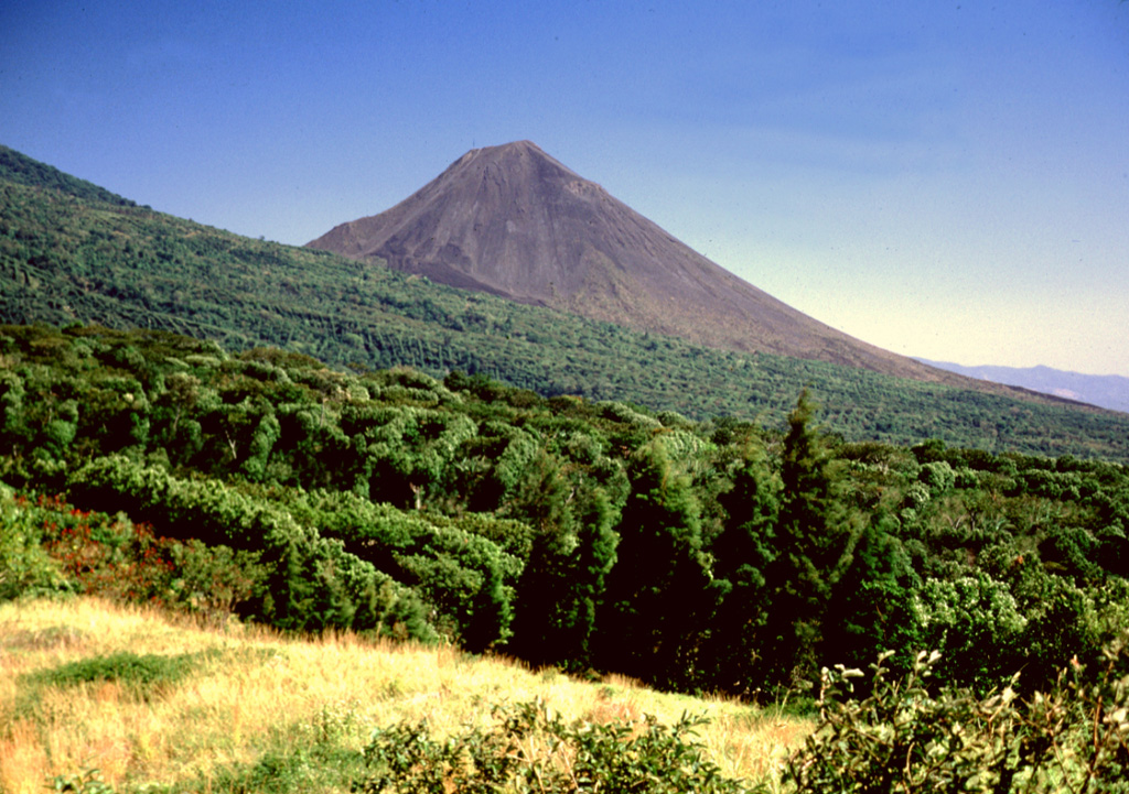 Izalco towers above the western flanks of Santa Ana, which are covered in coffee crops. Izalco erupted in a cornfield on the southern flanks of Santa Ana in 1770 and grew 650 m above the vent over the following two centuries. Despite its proximity to Santa Ana, Izalco lavas are distinctly higher in aluminum, calcium, and strontium. Recent eruptions of Izalco are more similar to Santa Ana than earlier ones. Photo by Lee Siebert, 2002 (Smithsonian Institution).