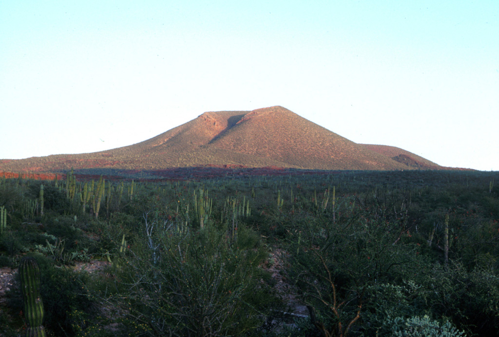 A young scoria cone rises above cactus-covered terrain NE of the town of La Purísima. The Comondú-La Purísima volcanic field, located in southern Baja California, west of the Sierra de la Giganta, has been active from the Miocene to the Quaternary. The youngest lava flows are mostly located in the area between the Comondú and La Purísima rivers. Photo by Brian Hausback, 1983 (California State University, Sacramento).