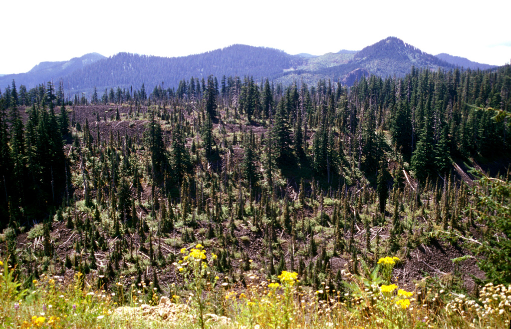 The large partially forested lava flow in the foreground originated from West Crater, out of view to the right, about 8,000 years ago. The blocky andesite flow traveled about 4.5 km to the SE, seen here about 2 km from the vent. In addition to this eastern flow, another lava flow traveled to the NW down the Hackamore Creek drainage. West Crater is a lava dome with a 200-m-wide summit crater and is on a topographic divide in southern Gifford Pinchot National Forest.  Photo by Lee Siebert, 2002 (Smithsonian Institution).