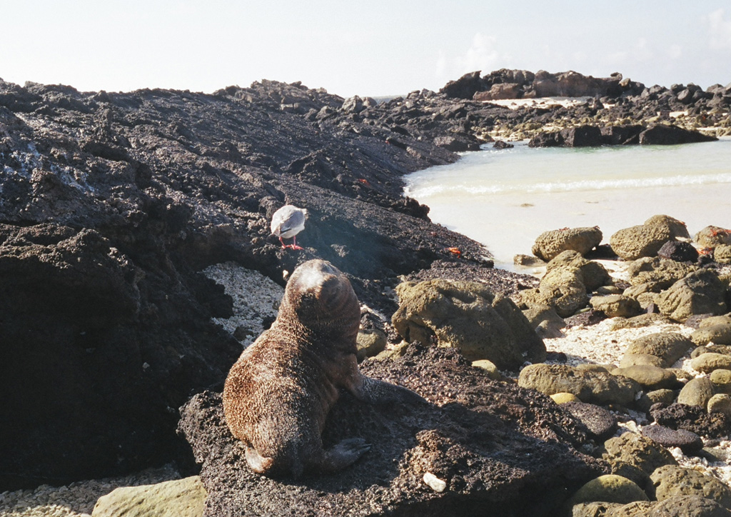 A sea lion perches on a tilted slab of a lava flow dipping toward the west side of Darwin Bay.  A 2-km-wide excentric caldera on the south side of Genovesa Island forms an embayment that is filled by the bay.  The small, very low island of Genovesa is the top of a shield volcano, whose summit is only 64 m high.  No historical eruptions are known from Genovesa, although the fresh-looking lava flows suggest a very youthful age.  Photo by Carter Hearn, 2004.