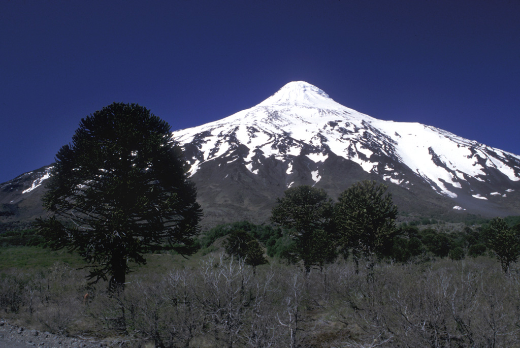 Lanín volcano rises to the south above a grove of distinctive Araucaria trees near the Chile/Argentina border.  The beautifully symmetrical, 3737-m-high Lanín towers 2500 m above its base.  The prominent shoulder area on the upper western (right horizon) and northern flanks hint at a buried caldera.  The volcano was formed by dominantly effusive basaltic-to-trachydacitic eruptions at the eastern end of a NW-SE-trending volcanic group beginning with Villarrica on the west that is transverse to the Andean chain.   Photo by Lee Siebert, 2004 (Smithsonian Institution).