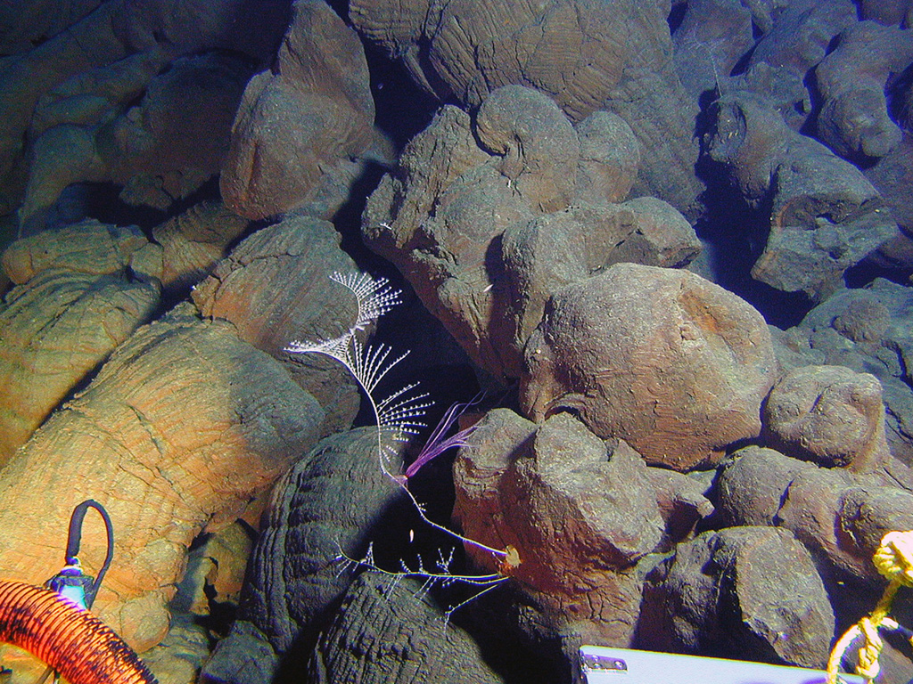 Pillow lavas on the western rift of Vailulu'u volcano with exotic marine life, photographed during a NOAA Ocean Explorer expedition in 2005. Two principal rift zones extend E and W from the summit of the submarine volcano, parallel to the trend of the Samoan hotspot. Not discovered until 1975, this seamount rises 4,200 m from the sea floor to a depth of about 600 m and displays evidence of hydrothermal venting. Image courtesy of Vailulu'u 2005 Exploration (NOAA Ocean Explorer).