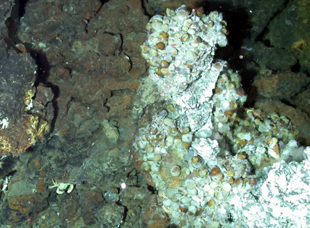 A view from a submersible during a 2006 NOAA Vents Program expedition shows a glimpse of a biological community at a Forecast Seamount vent site. Hydrothermal fluid temperatures were measured up to 200°C, one of the highest temperature vent systems known in the Mariana arc. Image courtesy of Submarine Ring of Fire 2006 Exploration, NOAA Vents Program.