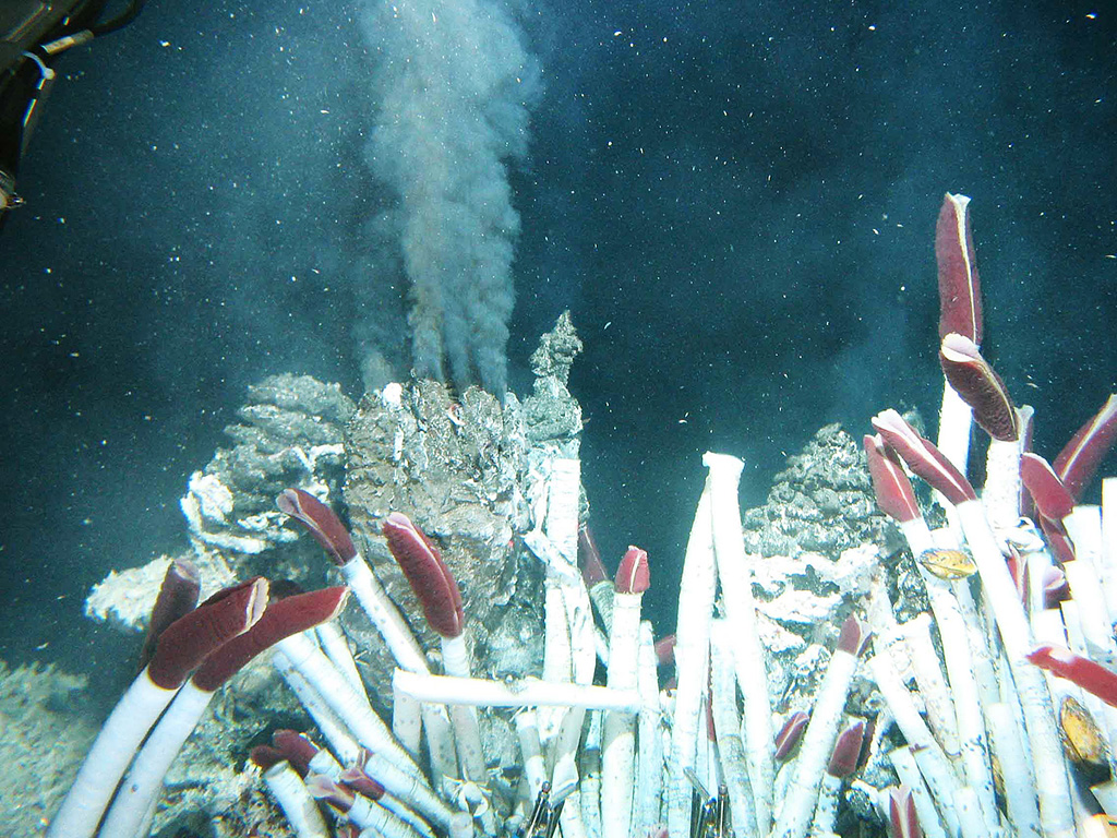 Fluid containing precipitates rises from a "black smoker" chimney at the Tica vent at 9°N on the East Pacific Rise, photographed during a 2004 expedition sponsored by the National Science Foundation. Hot-vent animal communities (such as seen in the foreground of this image from the November to December 1989 expedition) were observed to have been buried by lava flows in 1991. Another eruption in 2005-2006 produced lava flows that covered seismometers. Photo courtesy of Ridge2000, 2004 (http://www.ridge2000.org/eo/expeditions.php).
