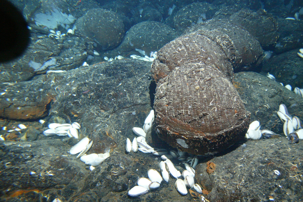 Submarine eruptions at mid-ocean ridges produce pillow lavas, which form as lava slowly erupts from a fissure on the sea floor. The E-W-trending Galápagos Rift located north of the Galápagos Islands is an oceanic spreading ridge between the Cocos plate to the north and the Nazca plate to the south. A large area of hydrothermal vents along the crest of the ridge ENE of the Galápagos Islands was discovered in 1977, along with evidence of a recent eruption.  Image courtesy of NOAA Ocean Explorer, Woods Hole Oceanographic Institution.